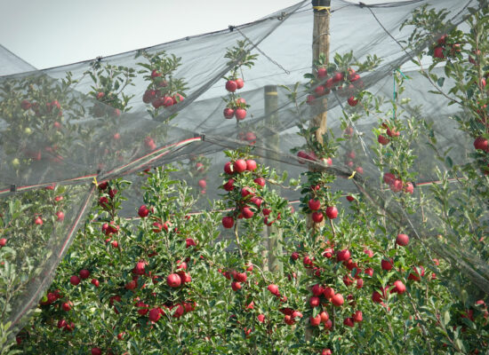 Arbemu-anti-hail net system - antihail-net-protection-fruit-apple-orchard- supplier, wholesaler, Turkey, Türkei,Turquie