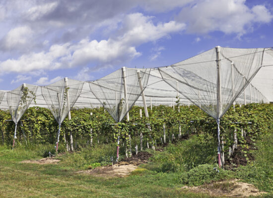 Arbemu-anti-hail net system - kiwi-orchard-protected-anti-hail-net- supplier, wholesaler, Turkey, Türkei,Turquie