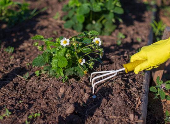 Arbemu-gardening-tools-hand-yellow-gloves-loosened-small-rakes- supplier, wholesaler-Turkey, Türkei,Turquie
