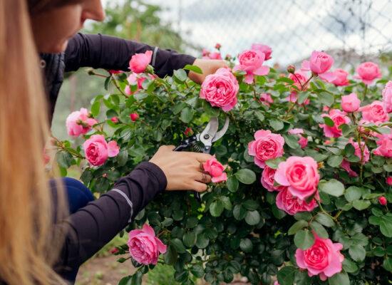 Arbemu-gardening-tools-leonardo-da-vinci-hot-pink-rose,pruning-shears, supplier, wholesaler-Turkey, Türkei,Turquie