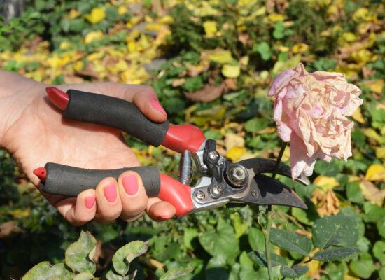 Arbemu-gardening-tools-pruning-woman-deadheading-roses-removing-faded-rose, supplier, wholesaler-Turkey, Türkei,Turquie