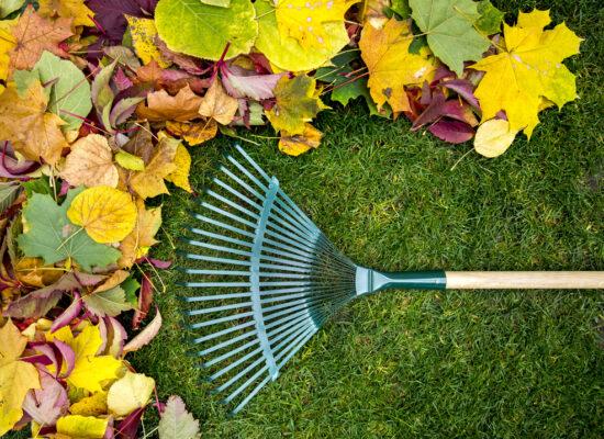 Arbemu-gardening-tools-rake-on-wooden-stick-colored-autumn, supplier, wholesaler-Turkey, Türkei,Turquie