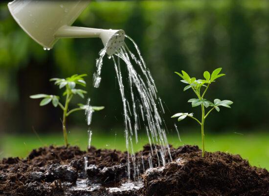 Arbemu-gardening-tools-watering can - sprouts-watered-watering-can, supplier, wholesaler-Turkey, Türkei,Turquie