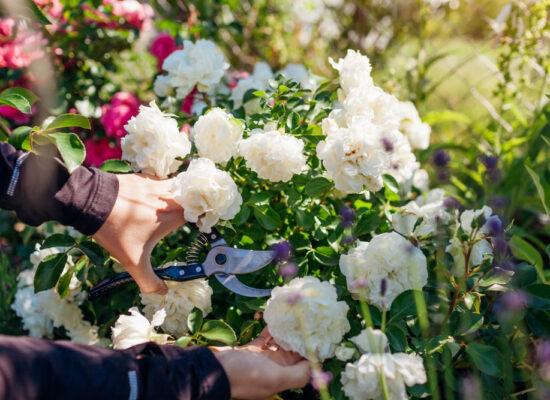 Arbemu-gardening-tool,woman-cutting-blooming-rose-flowers-summer,pruning-shears, supplier, wholesaler-Turkey, Türkei,Turquie