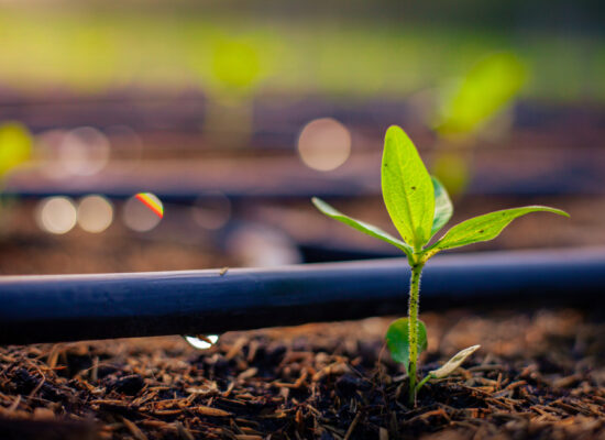 Arbemu- irrigation drip system -green-seedlings-growing-drip-system - supplier, wholesaler, Turkey, Türkei,Turquie