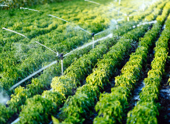 Arbemu- irrigation drip system - irrigation-system-function-watering-agricultural-plants - supplier, wholesaler, Turkey, Türkei,Turquie