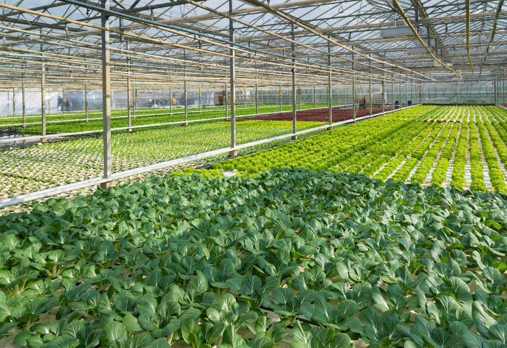 Arbemu-plantation system products, supplier, wholesaler, Turkey, Türkei,Turquie