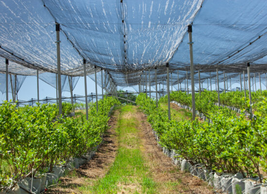 Arbemu-plantation system products - supplier, wholesaler-Turkey, Türkei,Turquie