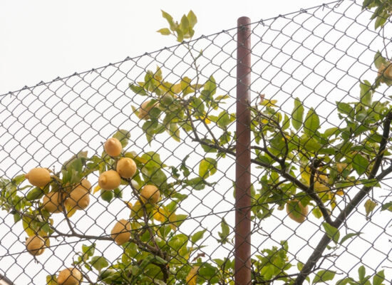 Arbemu-lemon-tree-branches-through-wire-fence-Turkey, Türkei,Turquie
