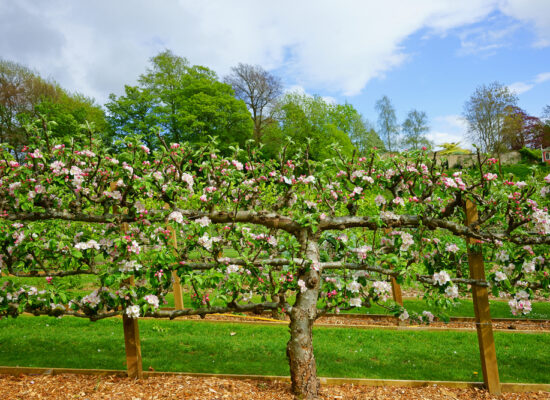 Arbemu-plantation system products - apple-blossom-on-espaliered-trees-painswick, supplier, wholesaler-Turkey, Türkei,Turquie