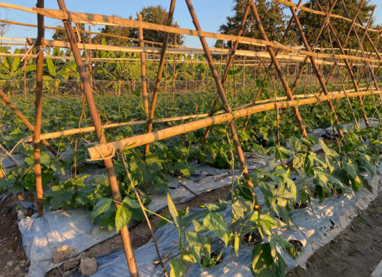 Arbemu-plantation system products - beans-tree-garden-bush-on-trellis, supplier, wholesaler-Turkey, Türkei,Turquie