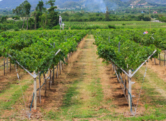 Arbemu-plantation system products - scenery-vineyard-thailand, supplier, wholesaler-Turkey, Türkei,Turquie