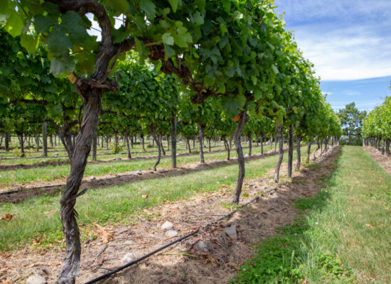 Arbemu-plantation system products - summertime-vineyard-waipara-new-zealand, supplier, wholesaler-Turkey, Türkei,Turquie