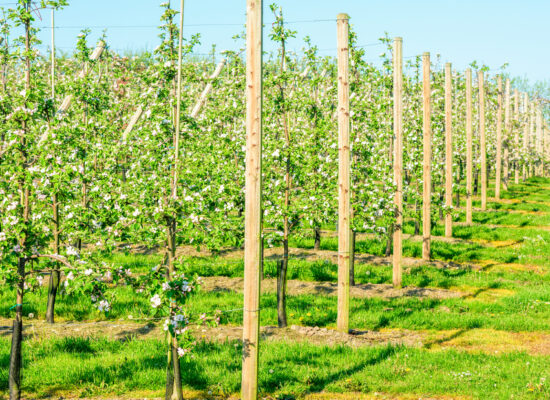 Arbemu-plantation system products - trellis-apple-orchard-supporting-trees-that, supplier, wholesaler-Turkey, Türkei,Turquie