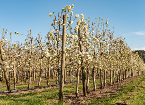 Arbemu-plantation system products - white-blossoming-apple-orchard-spring-germany, supplier, wholesaler-Turkey, Türkei,Turquie