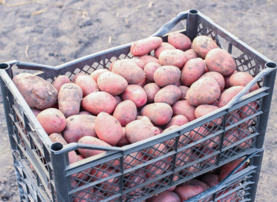 Arbemu - Plastic crates - freshly-dug-red-potatoes-plastic-crates, supplier, manufacturer, trader in Turkiye