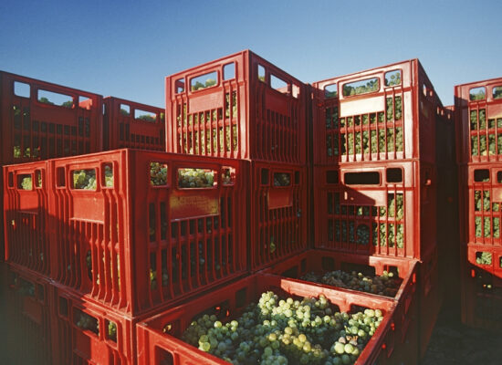 Arbemu - Plastic crates - plastic-crates-filled-harvested-chardonnay-wine, supplier, manufacturer, trader in Turkiye